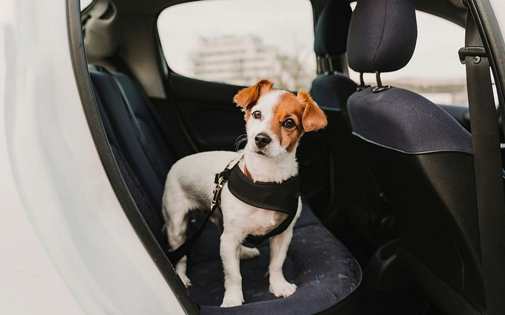 A dog wearing a safety harness while travelling