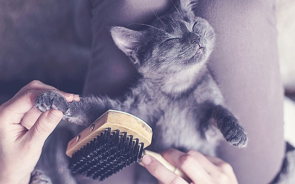 A pet owner is brushing cat hair