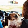 Make your car pet-proof by keeping them clean