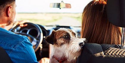Make your car pet-proof by keeping them clean
