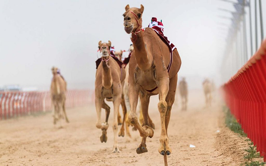 camel racing in Dubai