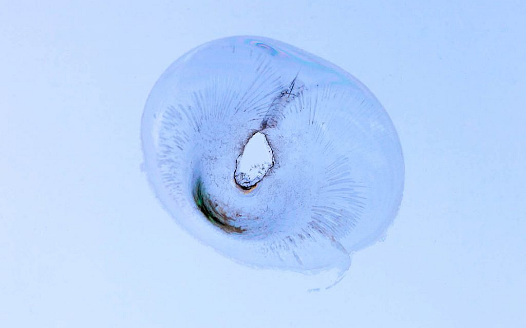 Close-up of bull’s eye cracked windshield