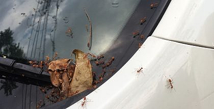 You can find ants in a car if it is parked near a tree branch