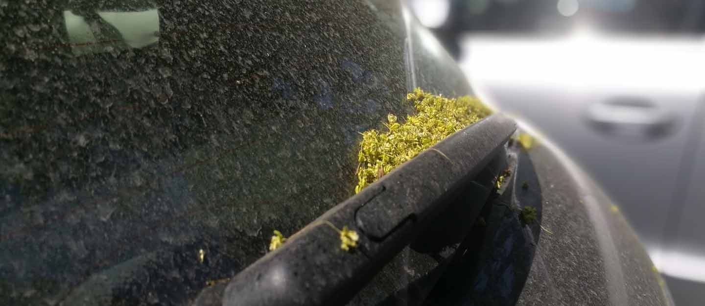 Effective and Easy Methods For Keeping Pollen Off Your Car
