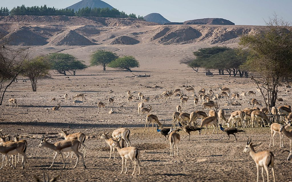 غزلان في جزيرة صير بني ياس في الامارات