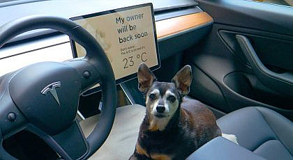 tesla dog mode
