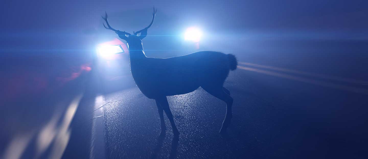 handle Wildlife on the road