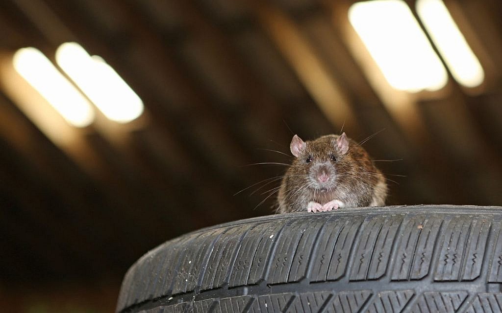 Rodents often invade cars for comfort, wiring and crumbs.