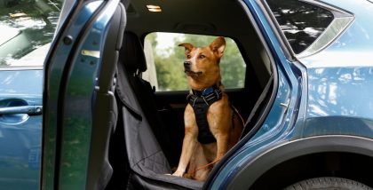 التخلص من روائح الحيوانات في السيارة