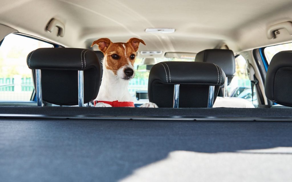 get pet scents out of your car with deep cleaning the car’s upholstery
