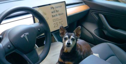 كلب بداخل السيارة